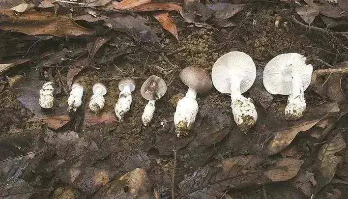 发病2例，死亡2例，广东省公布3月突发公共卫生事件信息