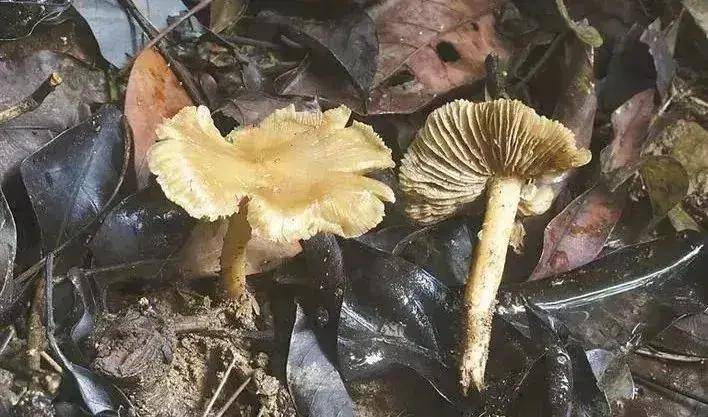 发病2例，死亡2例，广东省公布3月突发公共卫生事件信息